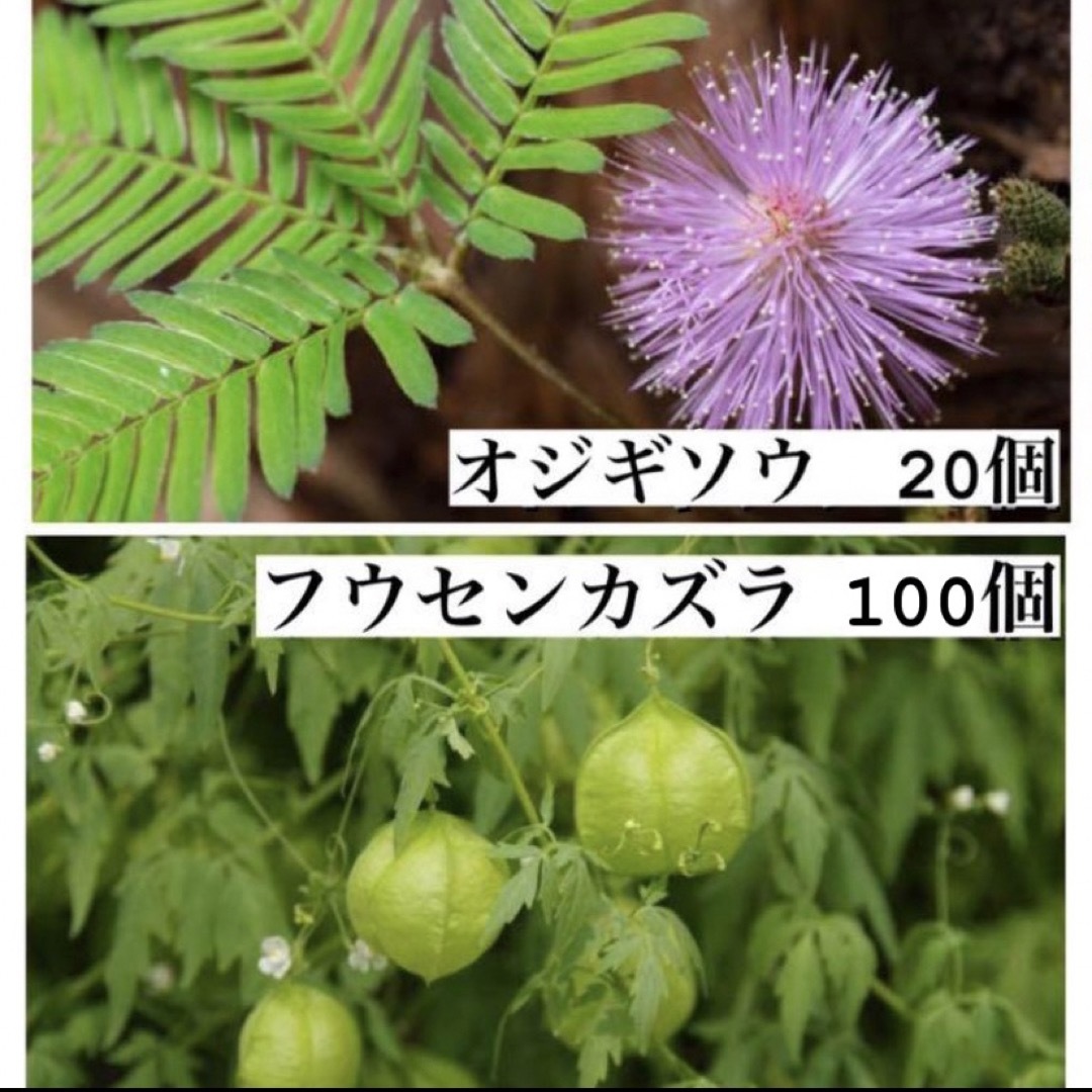 フウセンカズラ100個、オジギソウ20個のセット ハンドメイドのフラワー/ガーデン(その他)の商品写真