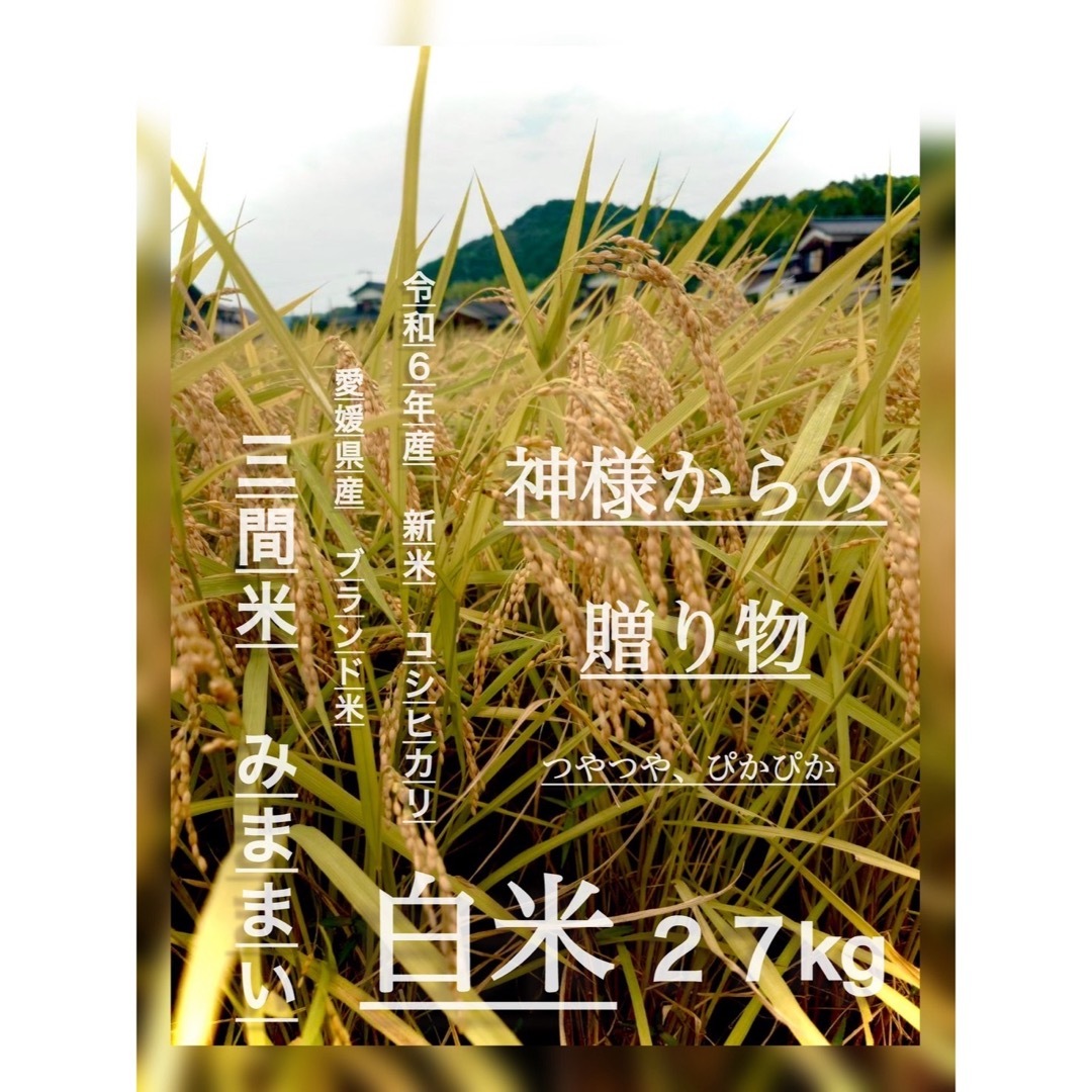 新米 愛媛県産 みままい 白米 27kg コシヒカリ 農家直送 令和6年 新米 愛媛県産 みままい 白米 27kg コシヒカリ 農家直送 令和6年