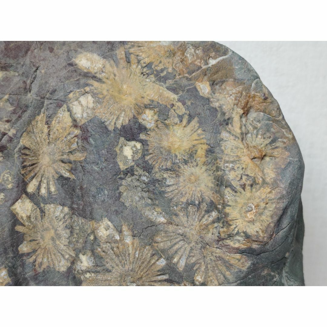 菊花石 7kg 菊紋石 小菊石 根尾 紋石 鑑賞石 原石 鉱物 自然石 菊花石 7kg 菊紋石 小菊石 根尾 紋石 鑑賞石 原石 鉱物 自然石