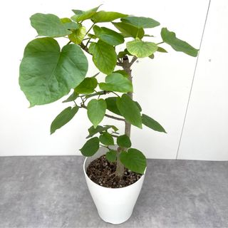 ※売約済※フィカス　ウンベラータ　10【現品】観葉植物　室内(その他)