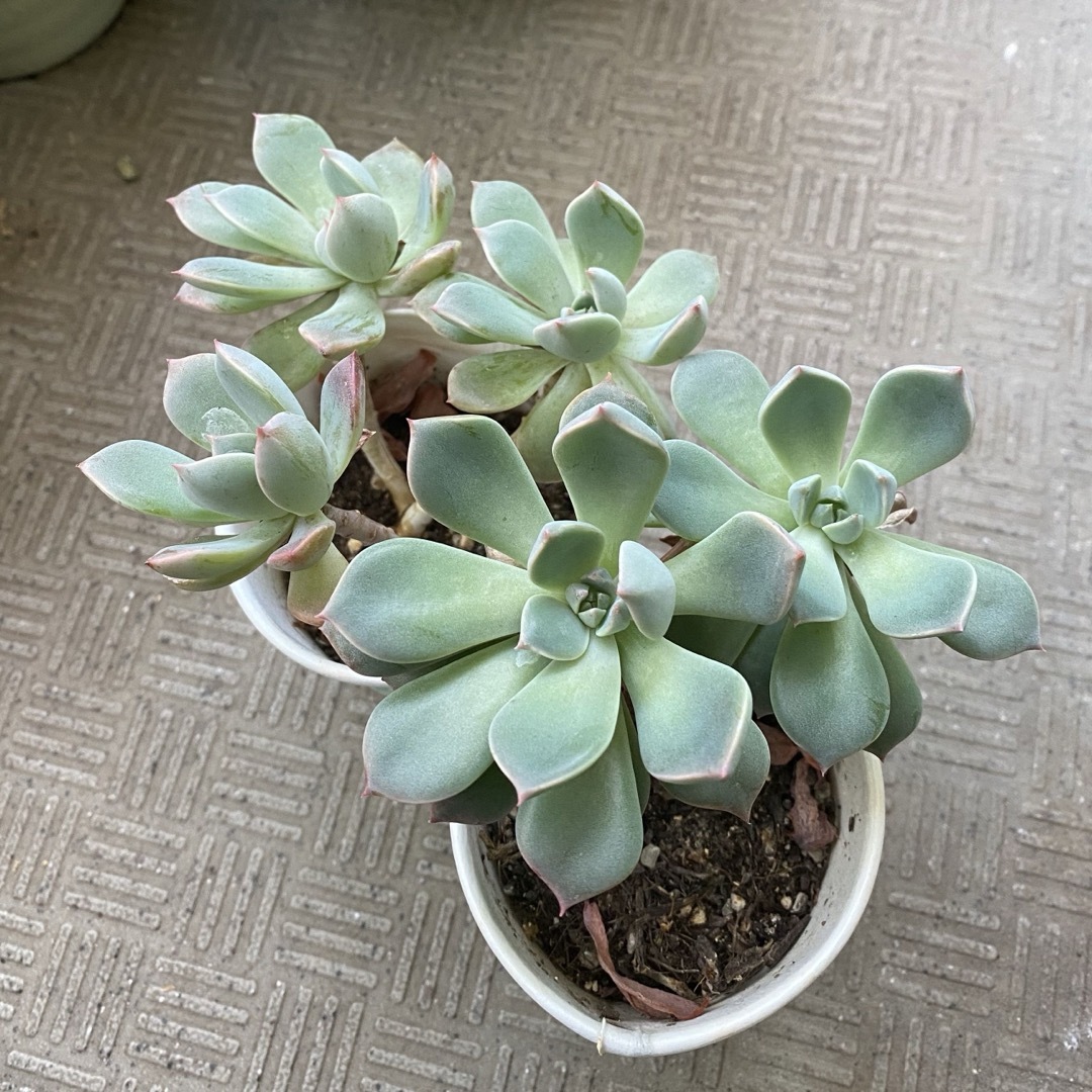 多肉植物】エケベリア エレガンス カット苗写真全て ❤️かなり 多肉植物】エケベリア エレガンス カット苗写真全て ❤️かなり