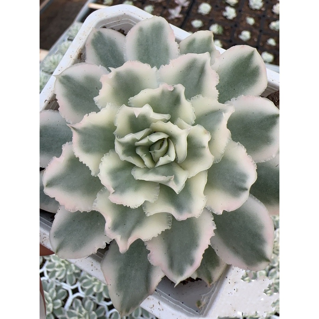 多肉植物 ホワイトプリンセス錦の通販 by Nan多肉12月から再開 多肉植物 ホワイトプリンセス錦の通販 by Nan多肉12月から再開