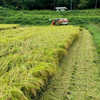 栃木県産コシヒカリ　令和6年産　新米　10キロ　一等米(米/穀物)