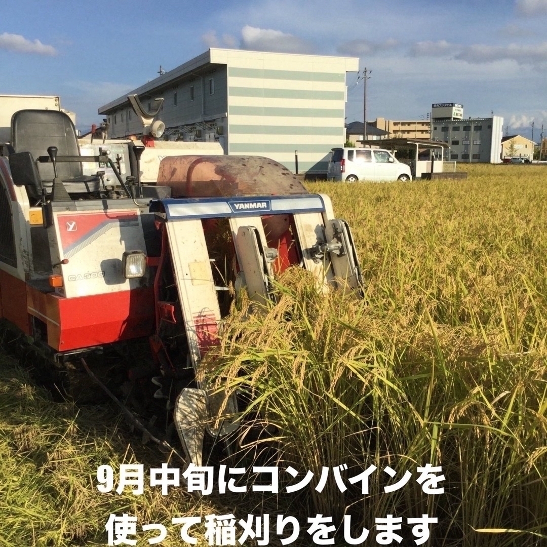 令和6年産新米新潟県認証特別栽培米コシヒカリ玄米30キロ田植え 令和6年産新米新潟県認証特別栽培米コシヒカリ玄米30キロ田植え