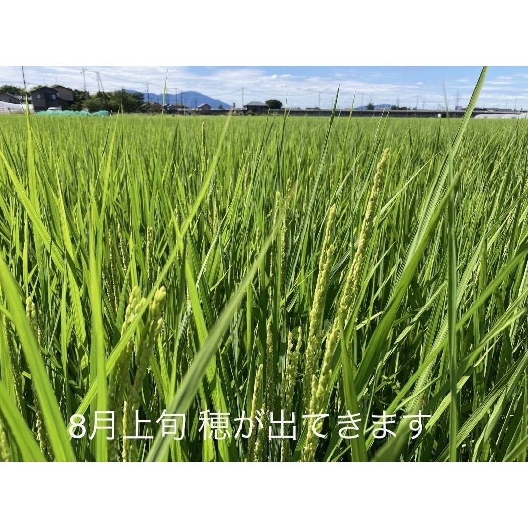 令和6年産新米新潟県認証特別栽培米コシヒカリ玄米30キロ田植え 令和6年産新米新潟県認証特別栽培米コシヒカリ玄米30キロ田植え