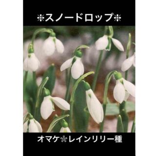 スノードロップ球根2⃣個＆オマケ(ﾚｲﾝﾘﾘｰ種30個)(プランター)