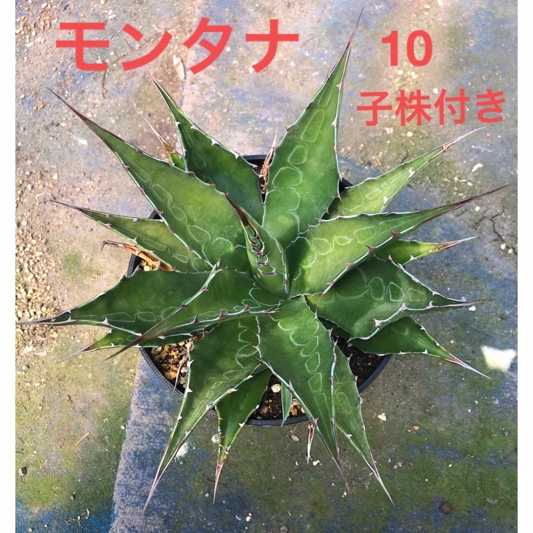 モンタナ10 子株付き その他 モンタナ10 子株付き その他