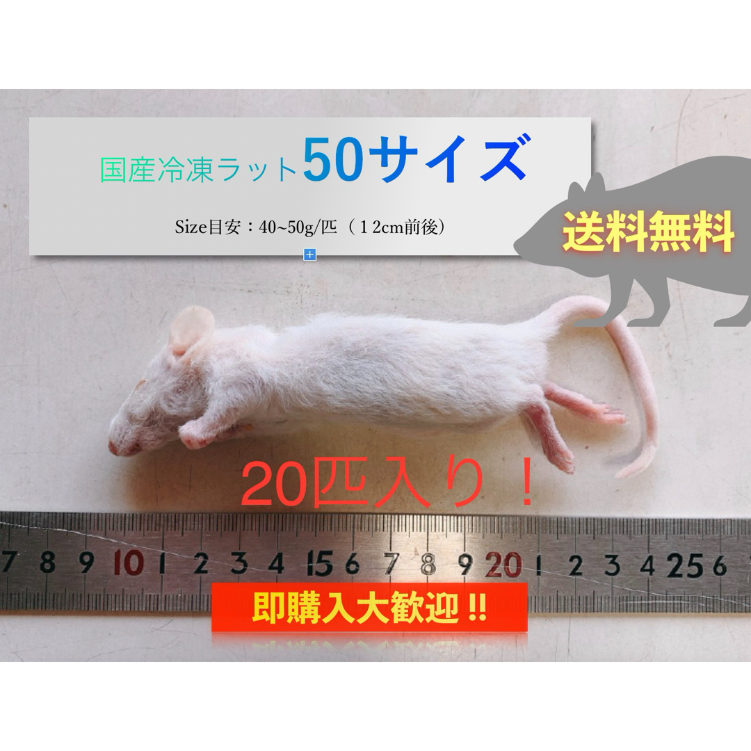 【地域限定送料無料】国産冷凍ラット50サイズ20匹入@北日本・沖縄は別途送料 その他のペット用品(ペットフード)の商品写真