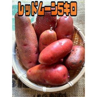 岐阜県高山産　レッドムーン箱込み五キロ弱(野菜)