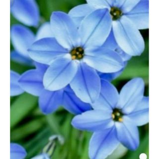 そろそろ植え時‼️銀の紫陽花のお花畑のイフェイオンの球根サイズmix100g‼️(プランター)