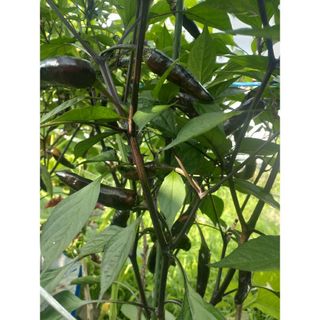 紫唐辛子の種20粒　　無農薬栽培(野菜)
