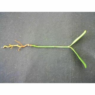 フクギ　実生苗　観葉植物　福木(その他)