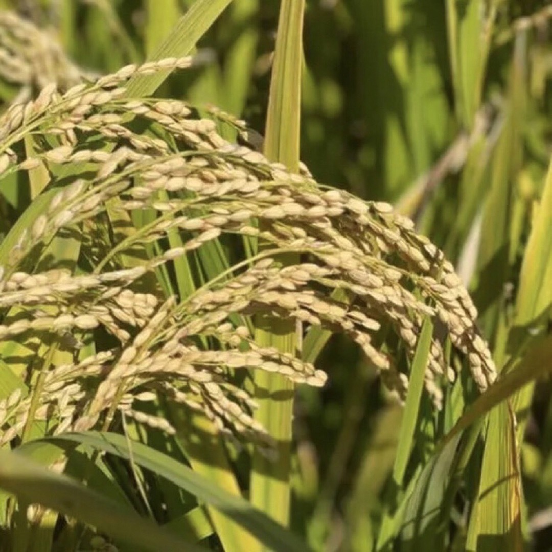 大特価】新米 令和6年産 ヒノヒカリ 玄米 無農薬 30kg 大特価】新米 令和6年産 ヒノヒカリ 玄米 無農薬 30kg