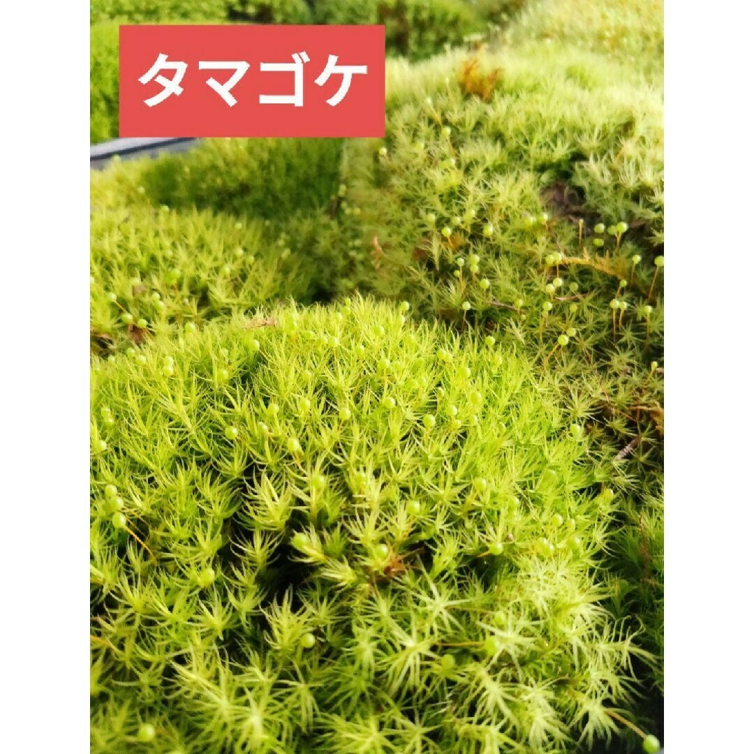 苔テラリウム 4種類 苔 イモリウム パルダリウム ビバリウム アクアリウムの通販 by ともさんまん's shop|ラクマ 苔テラリウム 4種類 苔 イモリウム パルダリウム ビバリウム アクアリウムの通販 by ともさんまん's shop|ラクマ