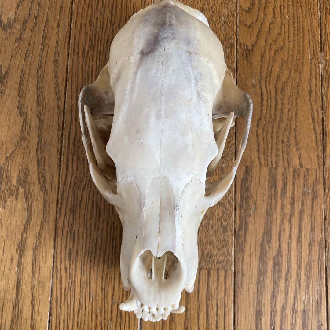 熊の頭蓋骨 ツキノワグマ頭蓋骨 希少コレクション 薬剤不使用 熊の頭蓋骨 ツキノワグマ頭蓋骨 希少コレクション 薬剤不使用