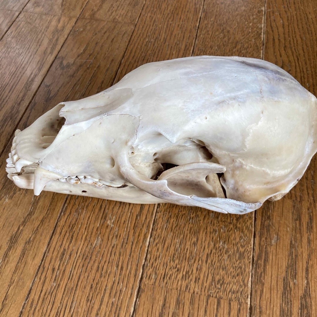 熊の頭蓋骨 ツキノワグマ頭蓋骨 希少コレクション 薬剤不使用 熊の頭蓋骨 ツキノワグマ頭蓋骨 希少コレクション 薬剤不使用