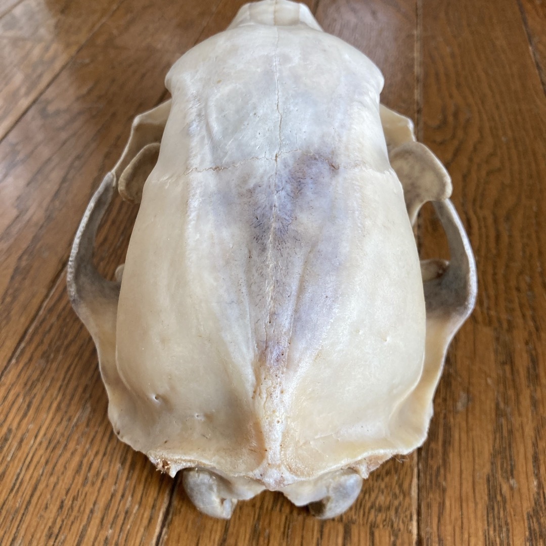 熊の頭蓋骨 ツキノワグマ頭蓋骨 希少コレクション 薬剤不使用 熊の頭蓋骨 ツキノワグマ頭蓋骨 希少コレクション 薬剤不使用