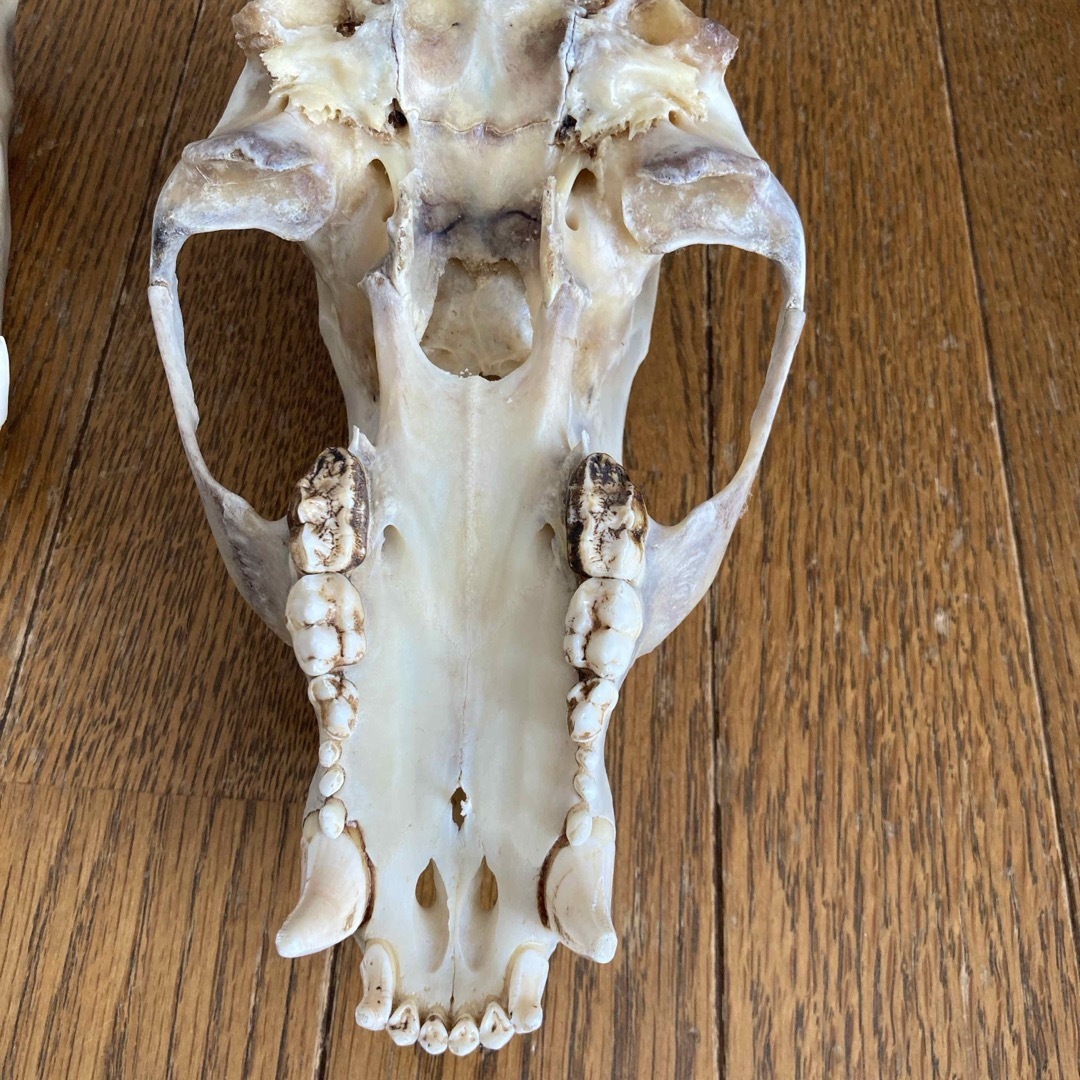 熊の頭蓋骨 ツキノワグマ頭蓋骨 希少コレクション 薬剤不使用 置物 熊の頭蓋骨 ツキノワグマ頭蓋骨 希少コレクション 薬剤不使用 置物