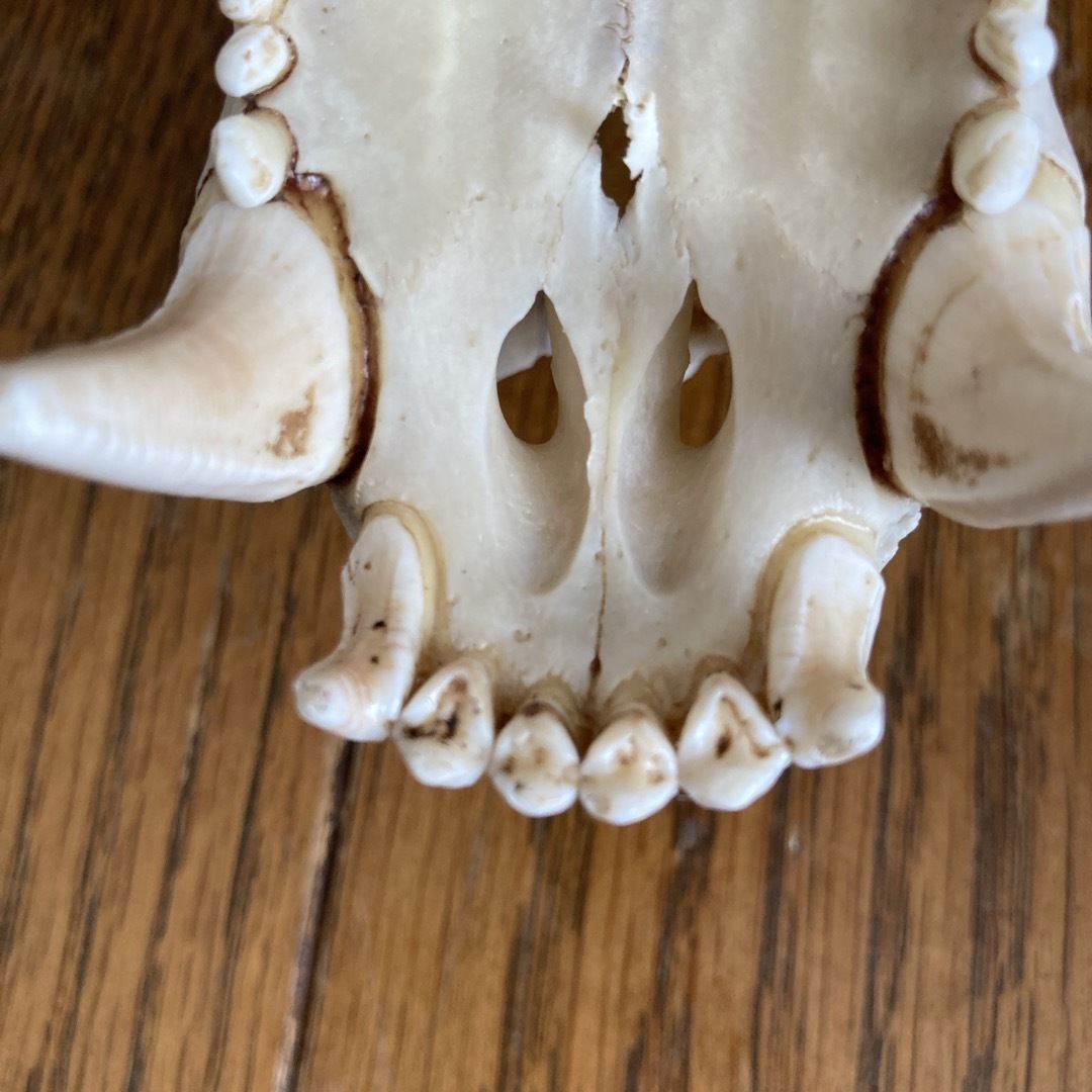 熊の頭蓋骨 ツキノワグマ頭蓋骨 希少コレクション 薬剤不使用 置物 熊の頭蓋骨 ツキノワグマ頭蓋骨 希少コレクション 薬剤不使用 置物