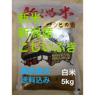 新米　新潟産コシイブキ令和6年　白米5kg(米/穀物)