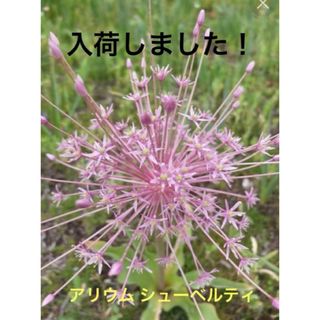 アリウム 球根 3球(プランター)