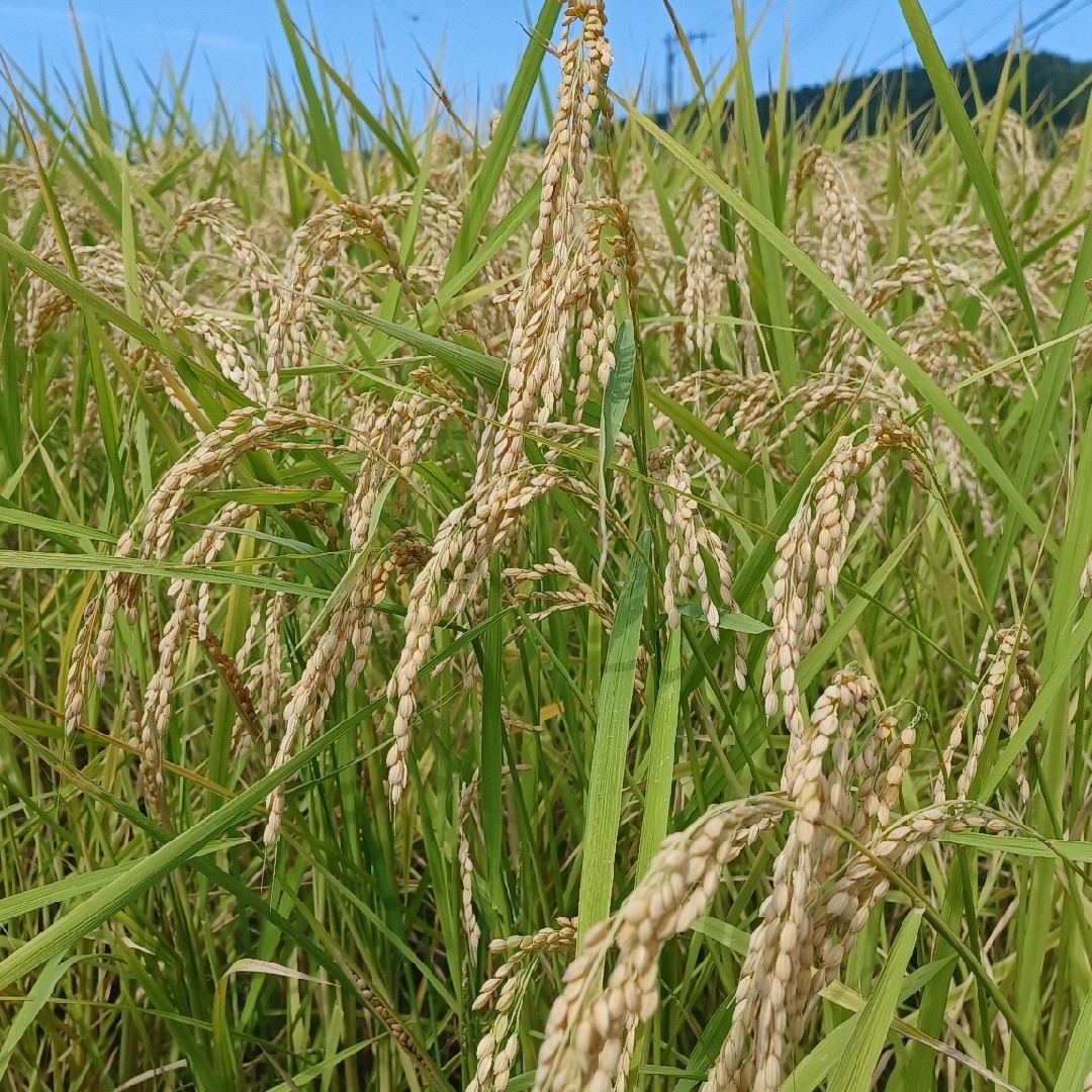 令和6年新米!新潟県糸魚川産コシヒカリ玄米30キロ 食品 令和6年新米!新潟県糸魚川産コシヒカリ玄米30キロ 食品