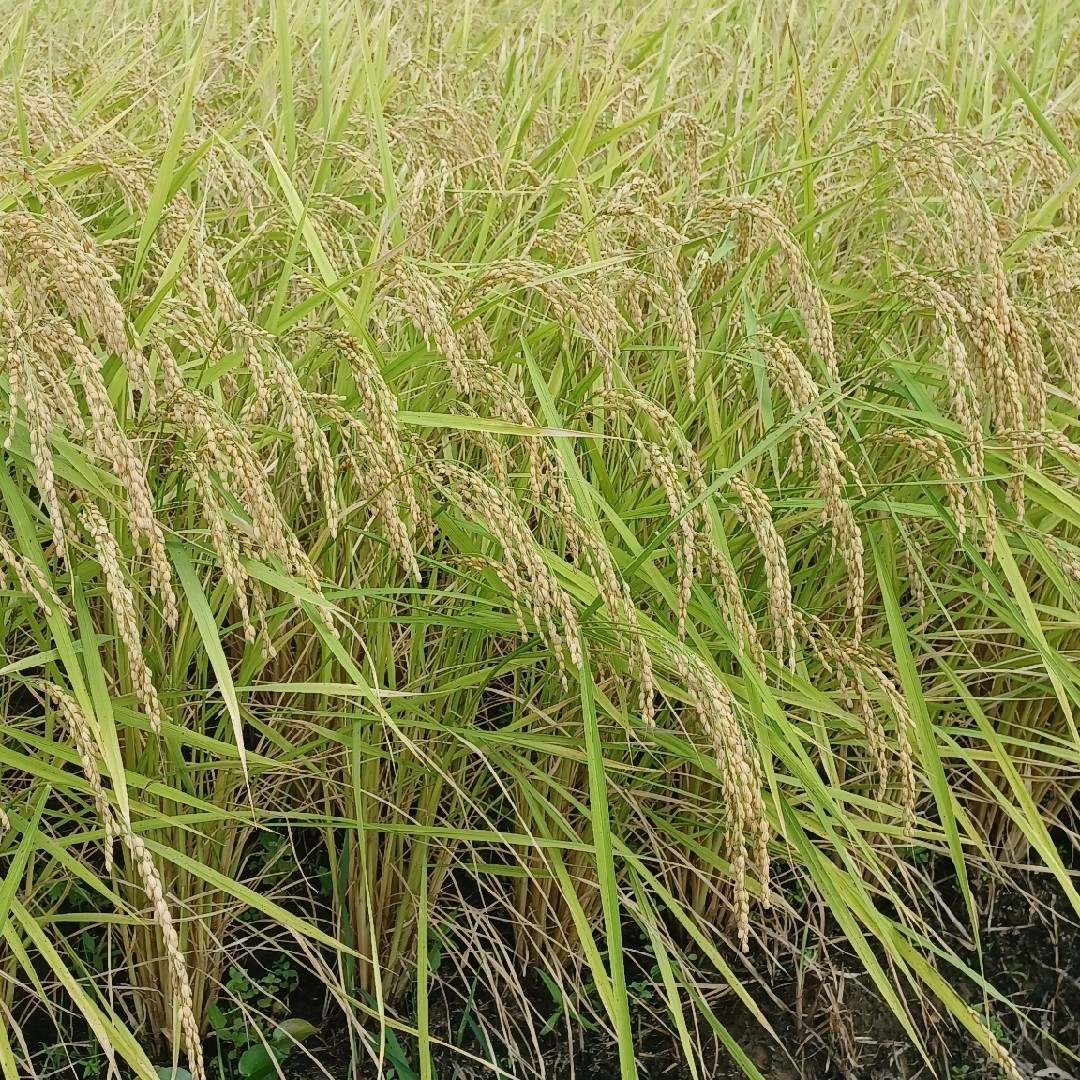 令和6年新米!新潟県糸魚川産コシヒカリ玄米30キロ 食品 令和6年新米!新潟県糸魚川産コシヒカリ玄米30キロ 食品