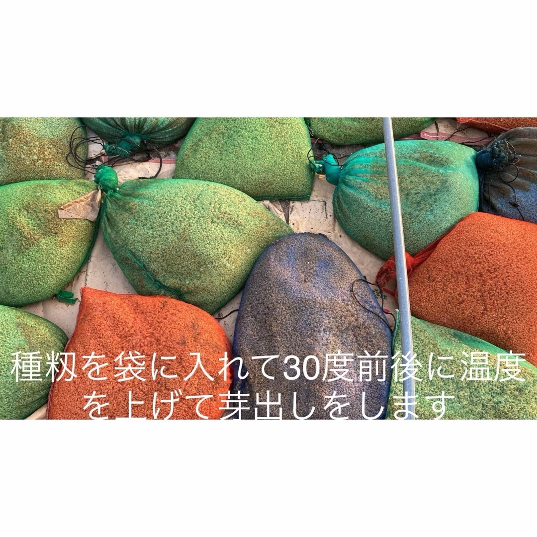 新潟県認証特別栽培米 新潟コシヒカリBL 玄米 20㌔ 田植え後農薬 新潟県認証特別栽培米 新潟コシヒカリBL 玄米 20㌔ 田植え後農薬