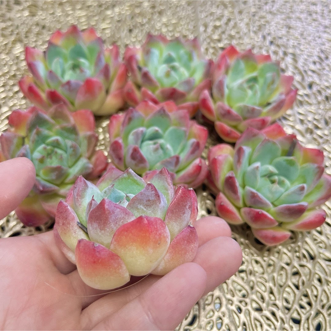 多肉植物韓国苗カット苗美苗ピンクモンローhyb (エケベリア 多肉植物韓国苗カット苗美苗ピンクモンローhyb (エケベリア