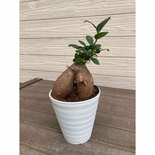 ガジュマル　開運☆観葉植物(プランター)