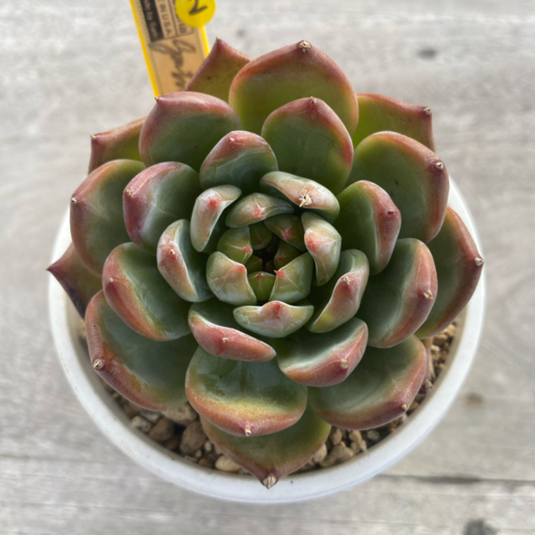 ラスト10 カリフォルニア輸入 SAMリンゼアナNo.5 希少 多肉植物