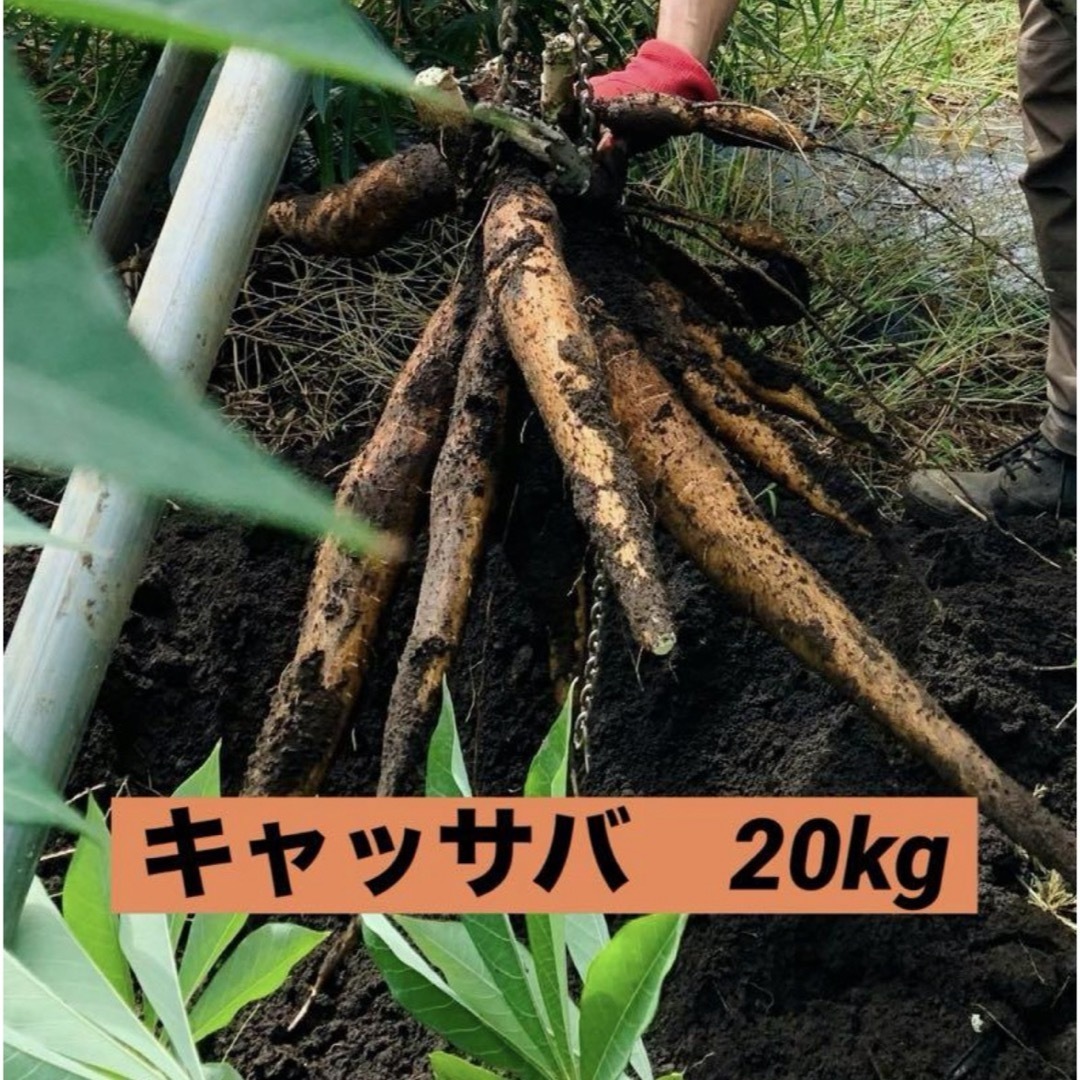 BIG SIZE yuca mandioca cassava 20kg BIG SIZE yuca mandioca cassava 20kg