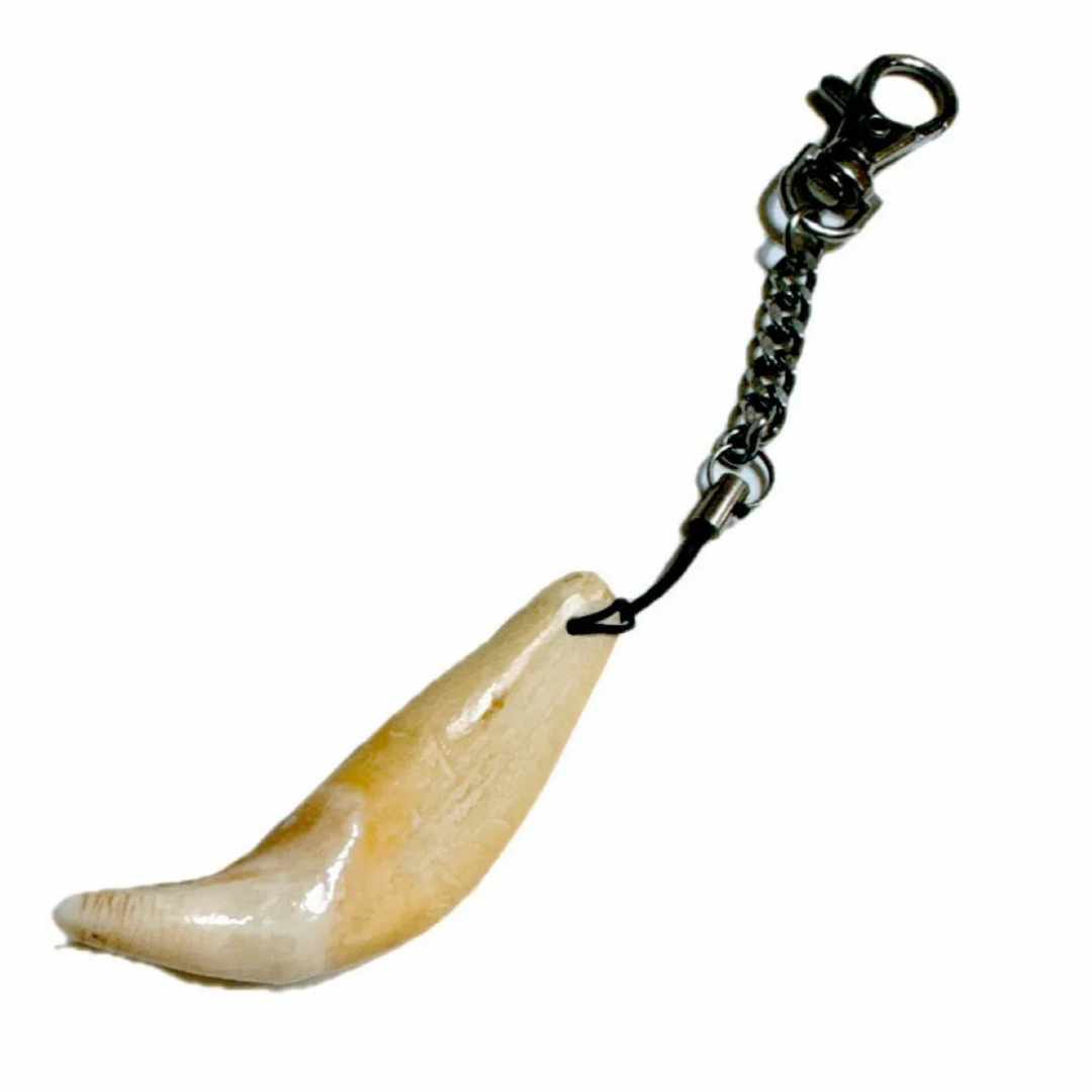 熊牙 ツキノワグマ ネックレス 熊の牙 - アクセサリー 熊牙 ツキノワグマ ネックレス 熊の牙 - アクセサリー