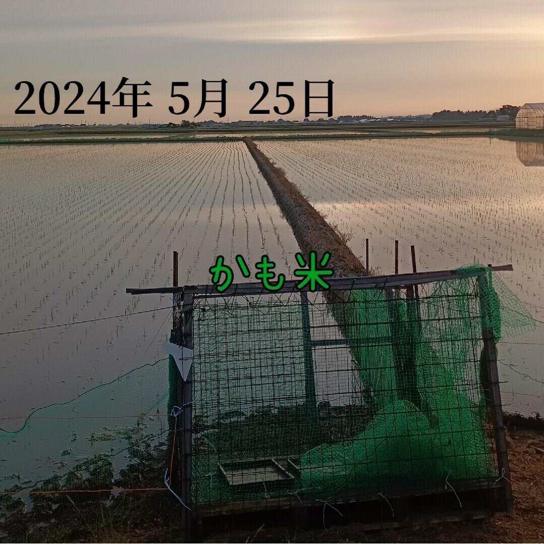 無農薬米新潟県産コシヒカリ20k