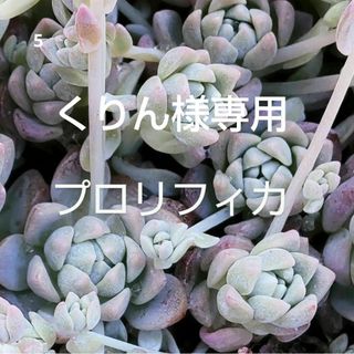 【くりん様専用】多肉植物 プロリフィカ  ⑤カット苗(その他)