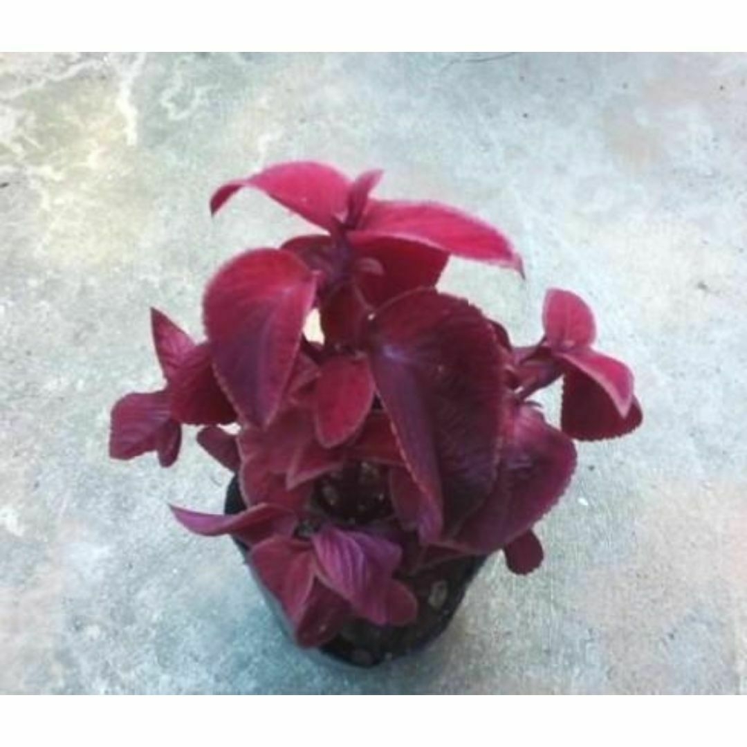 コリウス 赤葉 挿し木 1本 カット(枝)観葉植物 その他のその他(その他)の商品写真