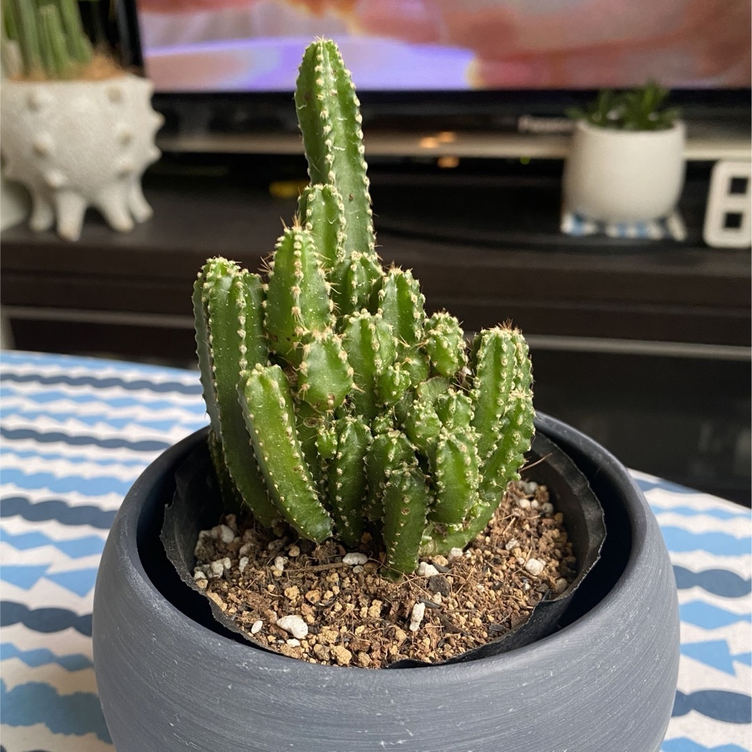 限定商品‼️❤️【大人気観葉植物】❤️電磁波吸収サボテン 極太 限定商品‼️❤️【大人気観葉植物】❤️電磁波吸収サボテン 極太