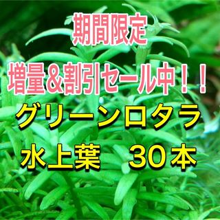 グリーンロタラ水上葉　30本(アクアリウム)