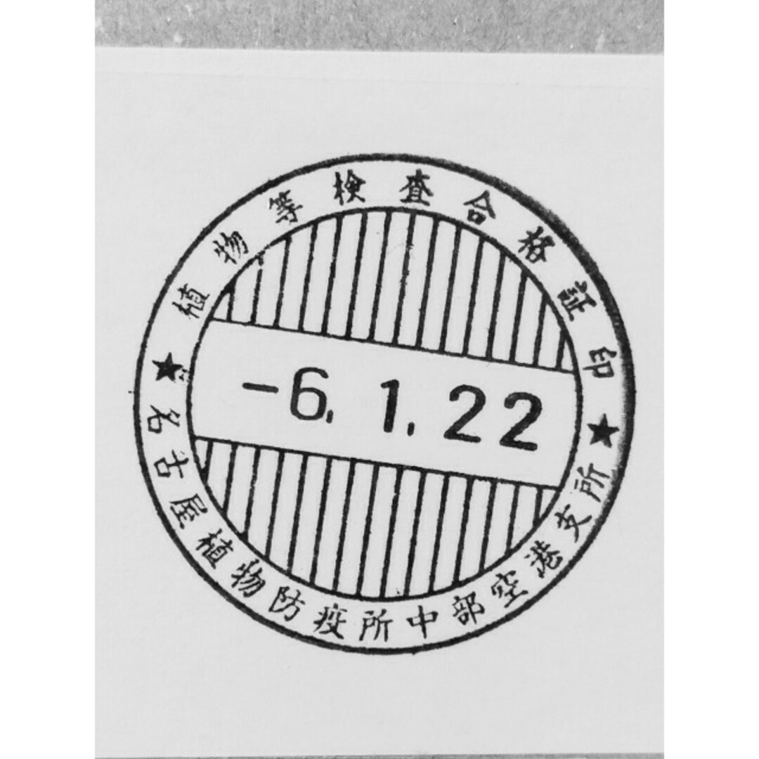 1月入荷 20粒 マルチネスピニョンマツ 易けれ Maximartinezi 種 種子 1月入荷 20粒 マルチネスピニョンマツ 易けれ Maximartinezi 種 種子