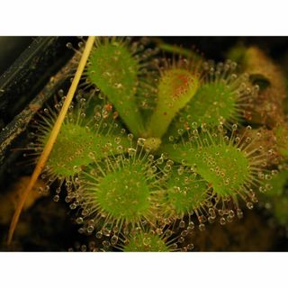 食虫植物 Drosera spec. Pretty Rosette 1鉢(その他)