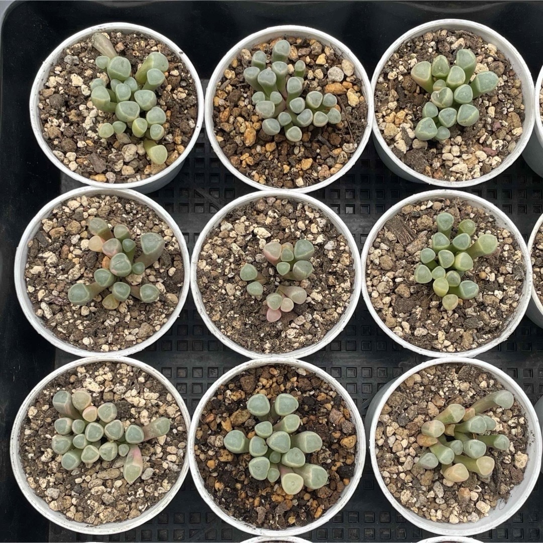 五十鈴玉錦 7番 抜き苗 多肉植物の通販 by momo's shop|ラクマ 五十鈴玉錦 7番 抜き苗 多肉植物の通販 by momo's shop|ラクマ