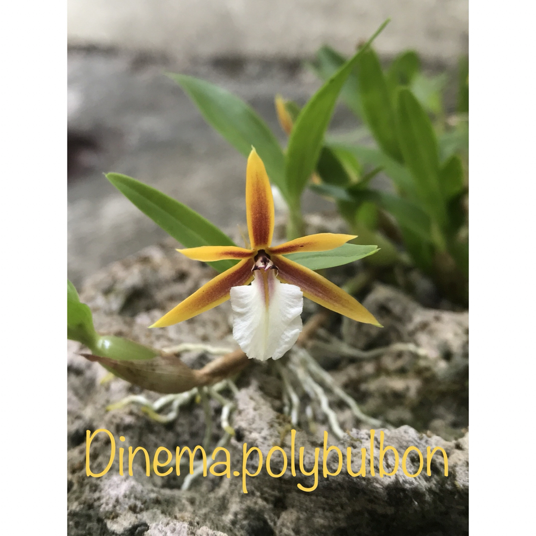 【洋蘭原種】Dinema.polybulbon 3株 リード出芽