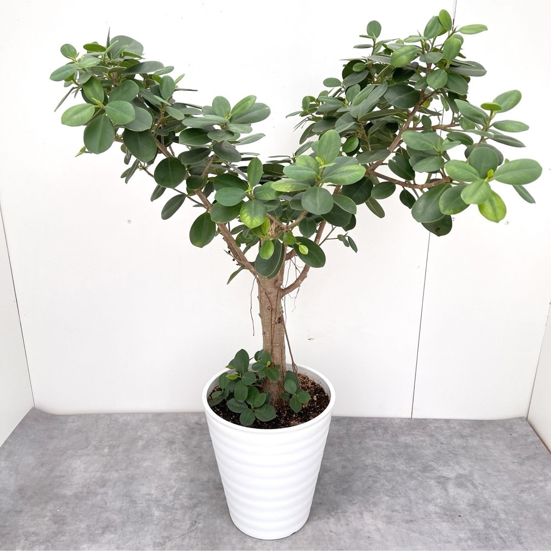 パンダガジュマル 4【現品】☆希少☆ 観葉植物 大型 - その他 パンダガジュマル 4【現品】☆希少☆ 観葉植物 大型 - その他
