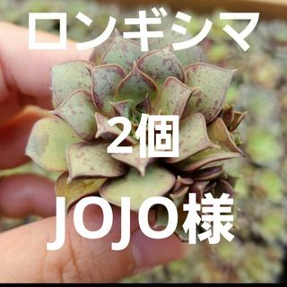 JOJO様専用•*¨*•.¸♬︎(その他)
