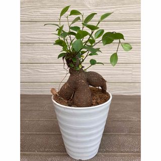 ガジュマル　開運☆観葉植物(プランター)