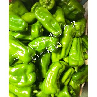 ピーマン　無農薬　無消毒　コンパクトボックスいっぱい！(野菜)