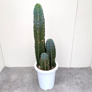 柱サボテン　3本立て　14【現品】観葉植物　ドライガーデン　大型(その他)
