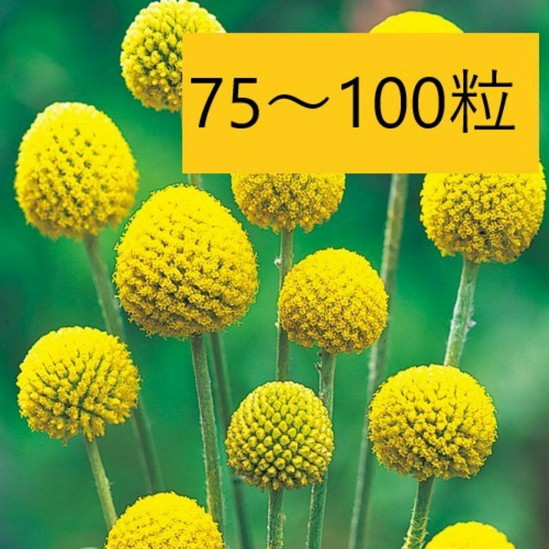 【花の種】約75粒 クラスペディア グロボーサ 0.5ml ドラムスティック ハンドメイドのフラワー/ガーデン(プランター)の商品写真