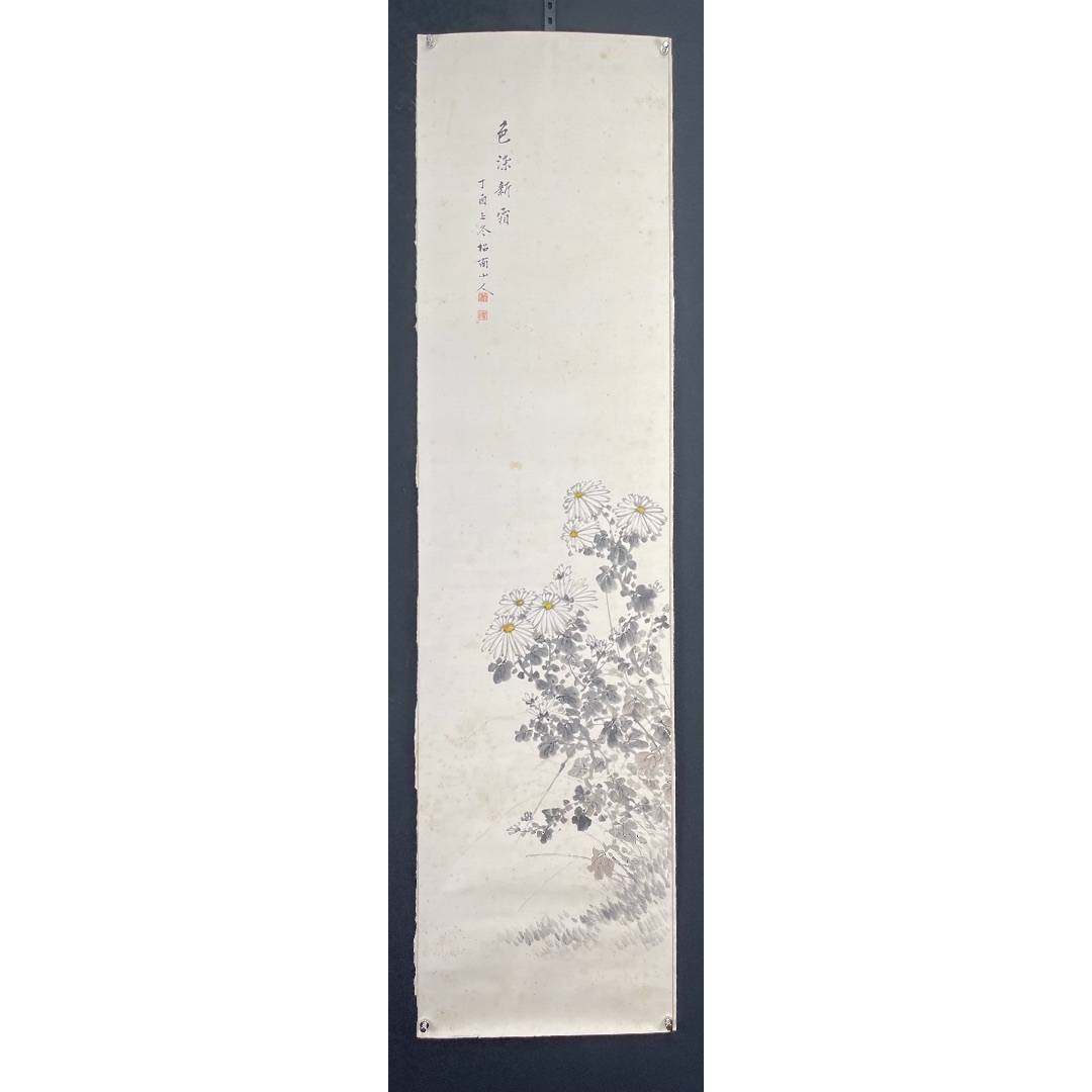 菊花48