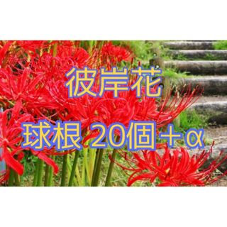 彼岸花 球根 20個＋α リコリス ヒガンバナ(その他)
